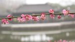 红梅花开