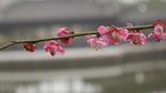 红梅花开