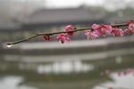 红梅花开