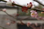 红梅花开