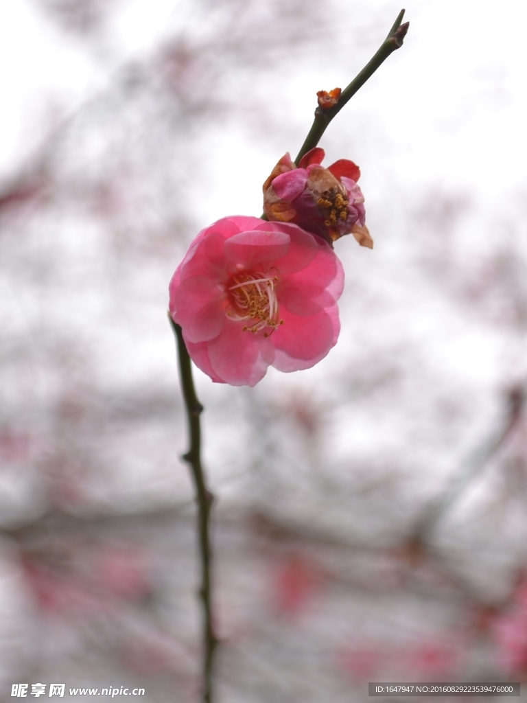 红梅花开