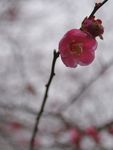 红梅花