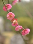 红梅花开