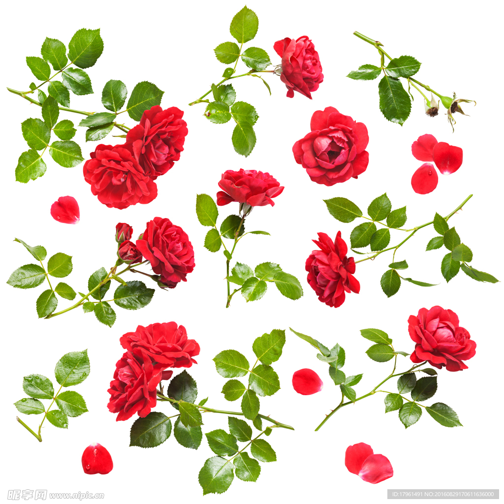 玫瑰花