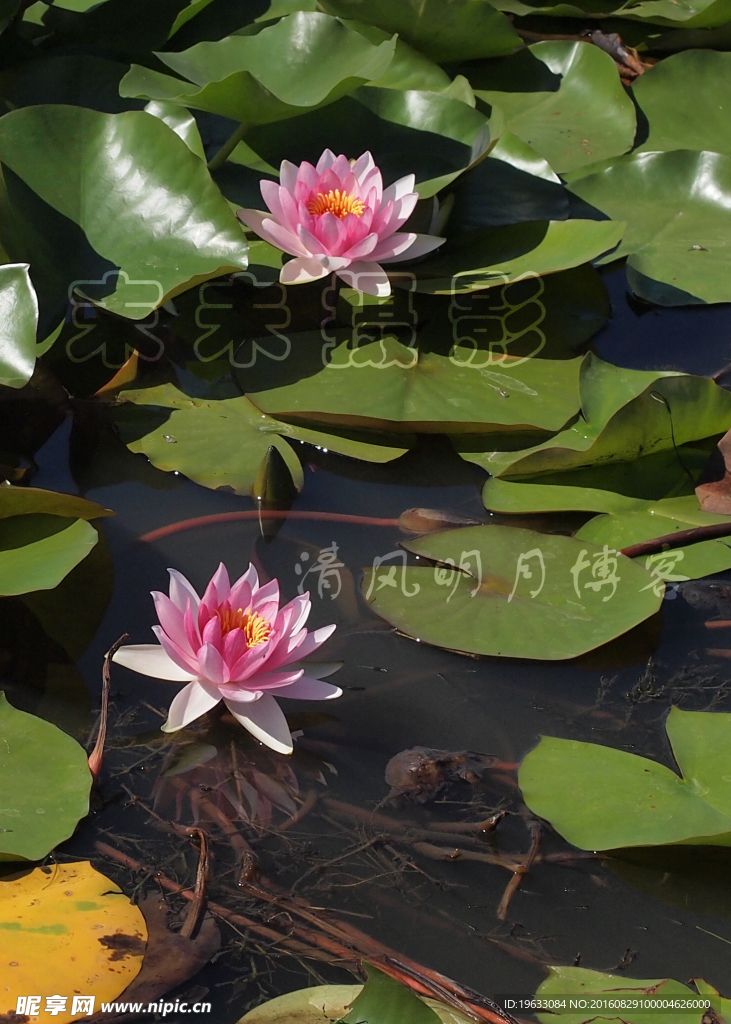 莲花