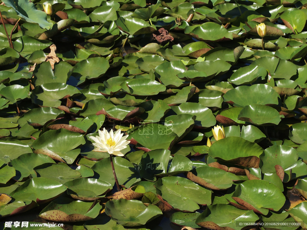 莲叶与莲花