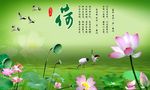 荷花背景图片