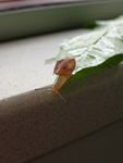 蜗牛