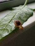蜗牛