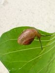蜗牛