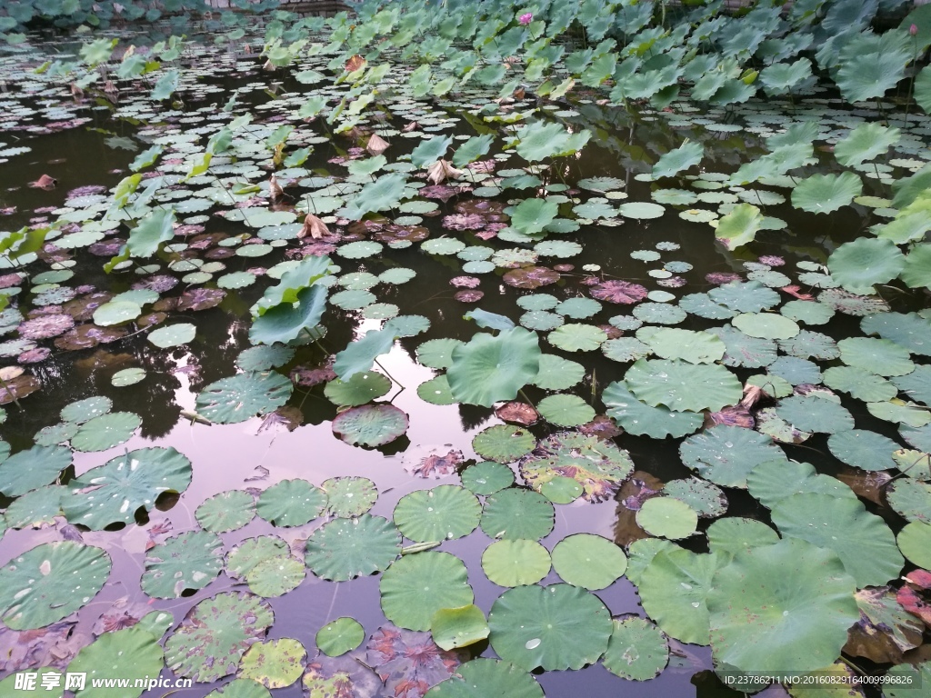 荷花