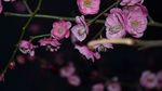 红梅花开