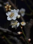 梅花