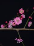 红梅花开