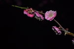 红梅花开