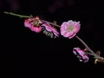 红梅花开