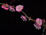 红梅花开