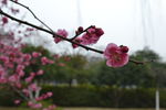 红梅花开