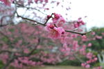 红梅花开