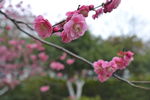 红梅花开