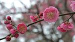 红梅花开
