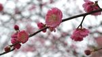 红梅花开
