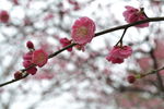 红梅花开