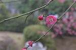 红梅花开