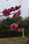 红梅花开
