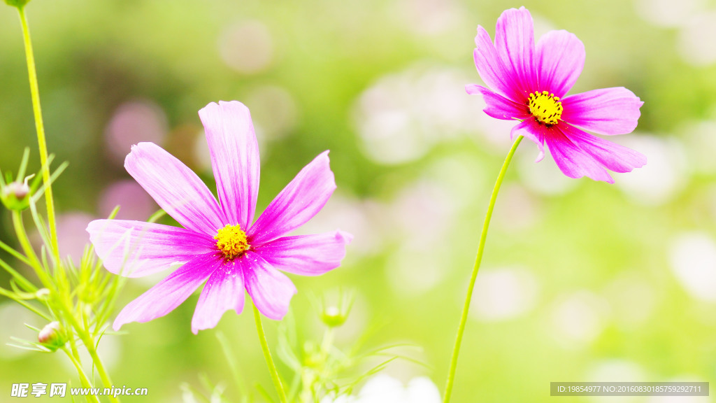 格桑花