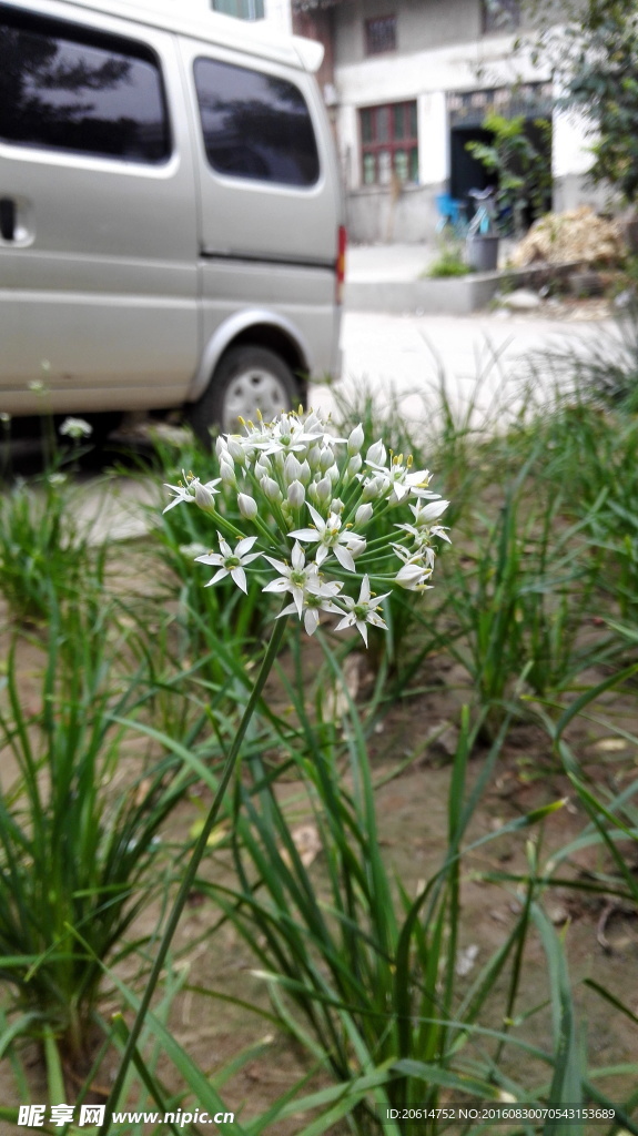 韭菜花