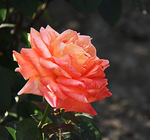 月季花