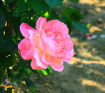 月季花
