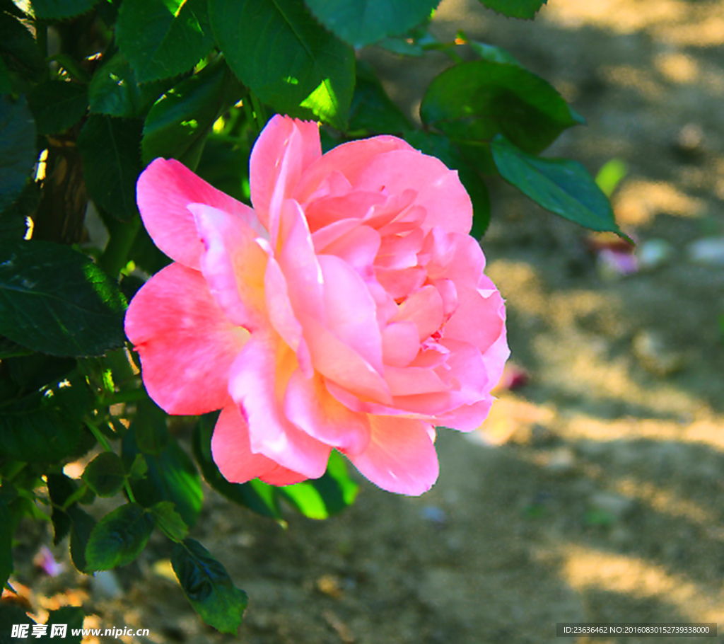 月季花