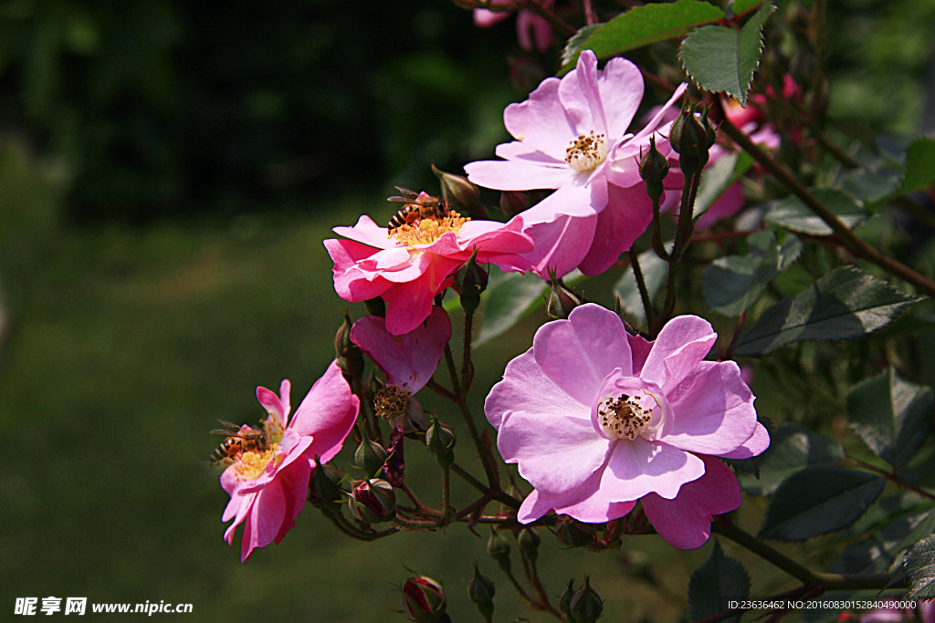 月季花