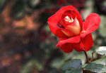 月季花