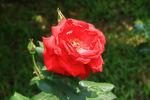 月季花
