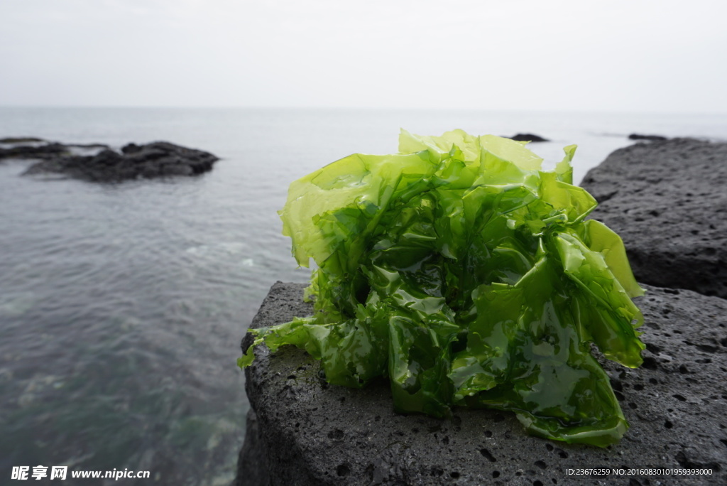 海带