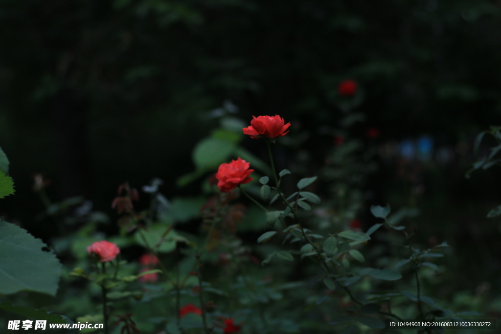 月季花