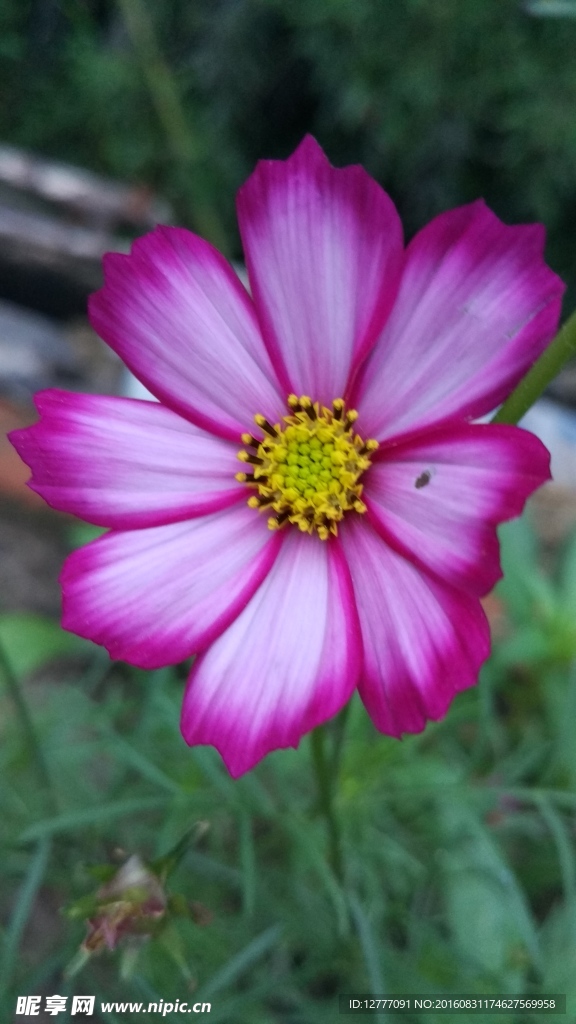 波斯菊