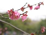 红梅花开