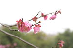红梅花开