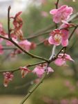 红梅花开