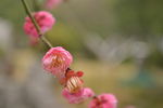 红梅花开