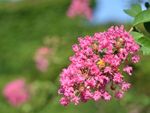 紫薇与蜜蜂