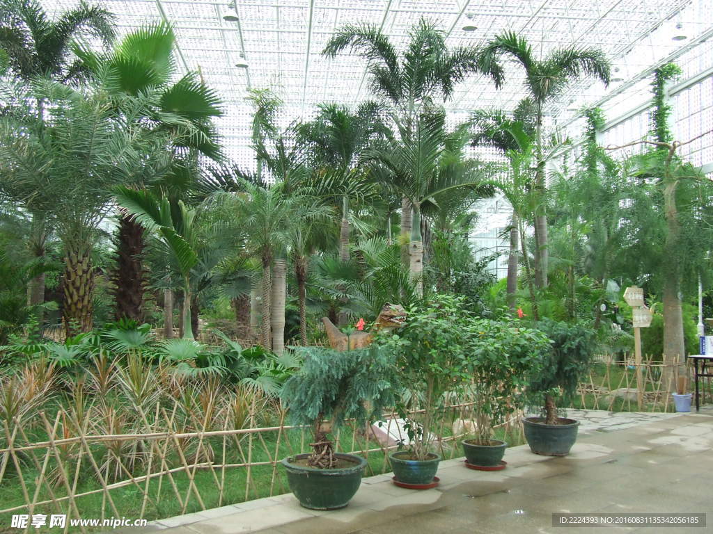 室内  植物