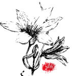 素描 顶冰花