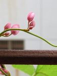 珊瑚藤