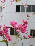 珊瑚藤