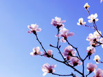 玉兰花